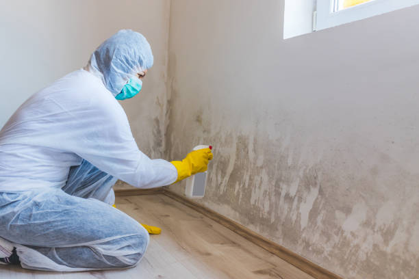 Licensed Mold Remediation service in Hillsboro, TX - WQB Mold Removal